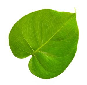 green tropical leaf